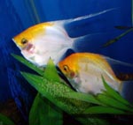 Angel Fish pair breeding, Angel Fish Pair, angel fish, fresh water angel fish, tropical fish angel fish