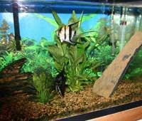 Angel Fish in planted tank, Angel Fish pair breeding, Angel Fish Pair, angel fish, fresh water angel fish, tropical fish angel fish