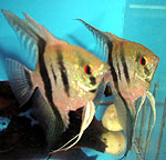 Angel Fish Pair, angel fish, fresh water angel fish, tropical fish angel fish