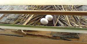 Pigeon Nest with 2 eggs