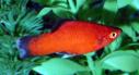 Platy, fresh water platy, platy tropical fish, platy fish, small platy fish, platy in fresh water, platy platy, platy care