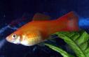 Female Swordtail