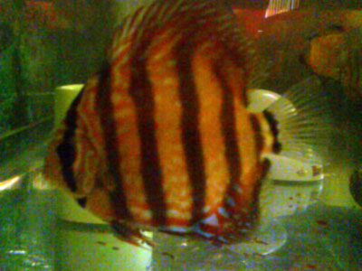 red discus fish, symphysodon