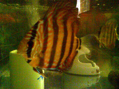 symphysodon, discus fish, baby discus