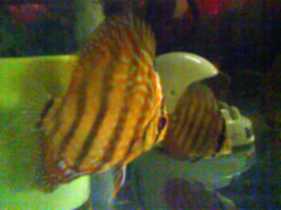 symphysodon, discus fish, baby discus, red discus