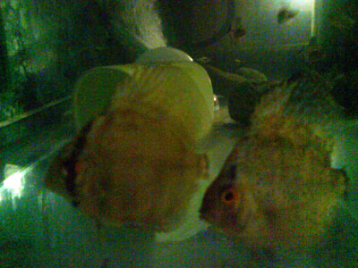 baby discus fish, discus fish, tropical discus fish, Symphysodon